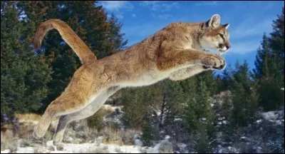 Cougar a inspiré que constructeur ?