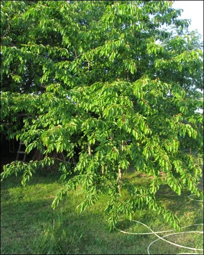 Quel fruit allez-vous déguster ?