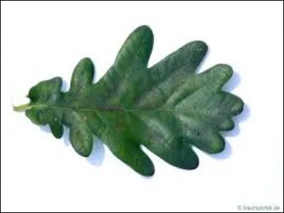 Quelle essence est caract&eacute;ris&eacute;e par des feuilles lob&eacute;es ?