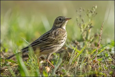 Cela étant, c'est aussi pousser un cri ! Lequel ?