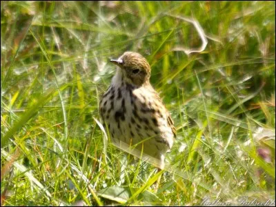Quel autre nom porte l'oiseau cité précédemment ?