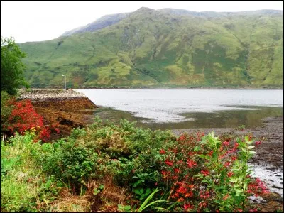 Économie : Comment a-t-on appelé la période, allant de la fin des années 1980 au début des années 2000, durant laquelle l'économie irlandaise, jusqu'alors très à la traîne, a connu une fulgurante croissance ?