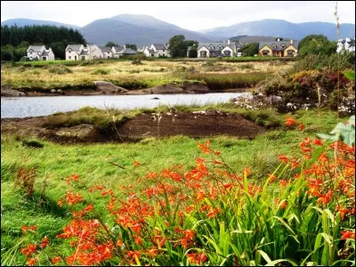 Gastronomie : Quelle viande entre dans la composition du plat traditionnel nommé "Irish stew" ?