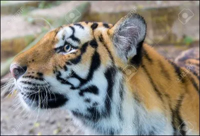 Quel est l'animal le plus gros des félins ?