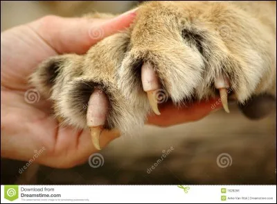 Les félins sont reconnaissables à leurs griffes rétractiles, mais il y a toujours des exceptions :