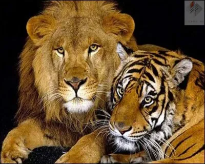 Le tigre et le lion vivent...