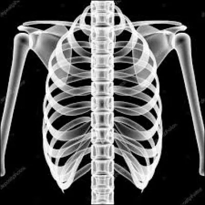 Je suis un être humain et j'ai forcément 12 paires de côtes constituant mon gril costal.