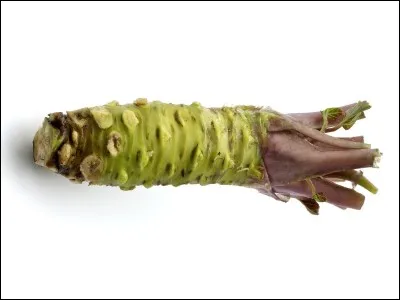 Le wasabi est utilisé sous forme de condiment en raison de sa saveur piquante ressemblant à celle du raifort.