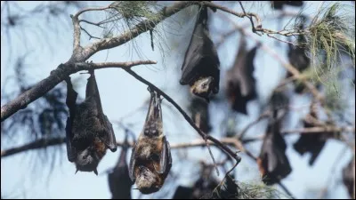 Je grince, je suis donc chauve-souris.