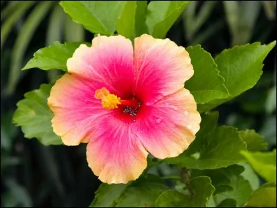 Je suis l'angélique.