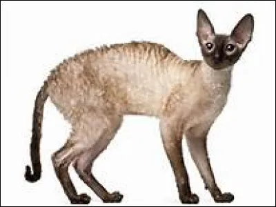 De quelle race est ce chat ?