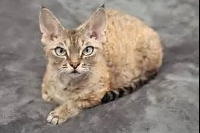 De quelle race est ce chat ?