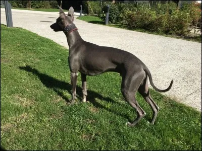 Comment appelle-t-on ce chien ?