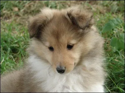 Quel est ce berger ?