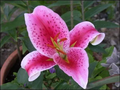 La fleur rose est une fleur rose. Quel est le logo d'Adidas ?