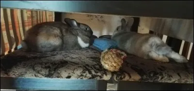 Le territoire d'un lapin de garenne dans la nature peut varier de...