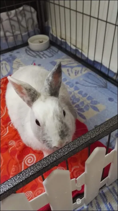 Que fait le lapin en sortant de l'enclos tous les matins ?