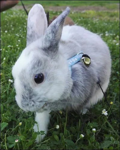 Dans la nature, qui délimite le territoire ?