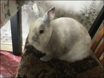 Le lapin est actif...