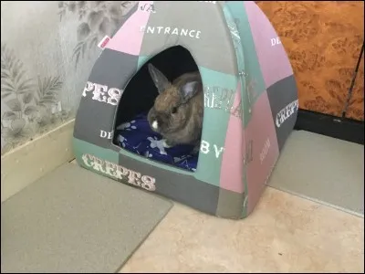 Dans la nature, chaque terrier peut être occupé par...