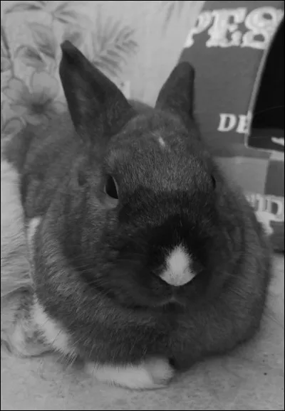 Dans la nature, qui creuse le terrier ?