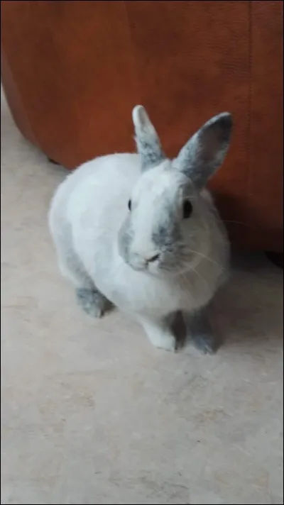 En combien de catégories sont classées les lapins de race ?