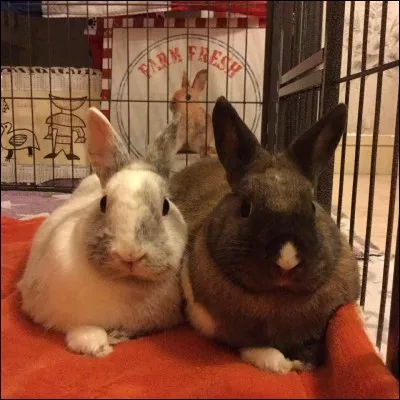 Le lapin est un mammifère appartenant à :