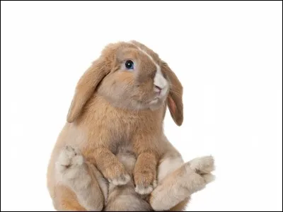 Combien de doigts possède le lapin en tout ?