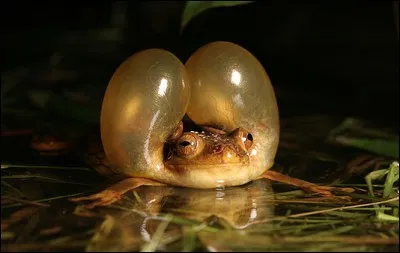 Trouvez la bonne rime !
