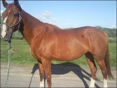 Est-ce que c'est bon de faire du cheval tous les jours ?