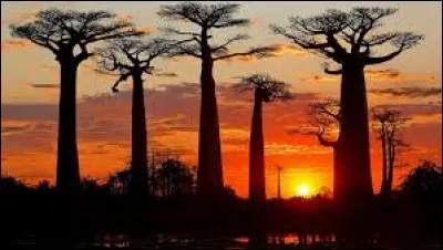 Quelle race animale est endémique de Madagascar ?