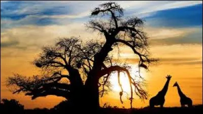 Au Botswana coule le fleuve Okavango. Quelle est sa particularité ?