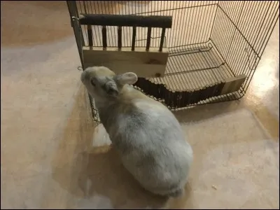 Le lapin est pourvu de glandes qui lui permettent de marquer son territoire, combien en a-t-il ?