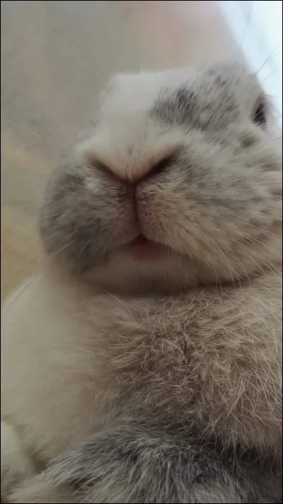 Les narines du lapin se "contractent" latéralement en :