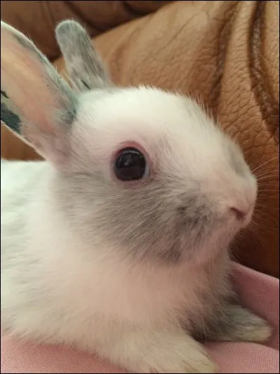 Combien de paupières possède le lapin ?