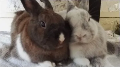 Quels sont ses sens les plus développés ?