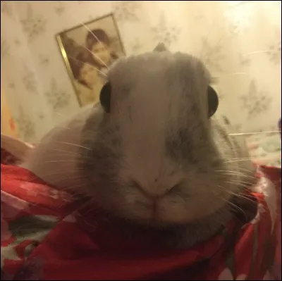 Quel est son champ de vision ?