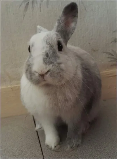 Les lapins peuvent discerner certaines couleurs mais lesquelles ?