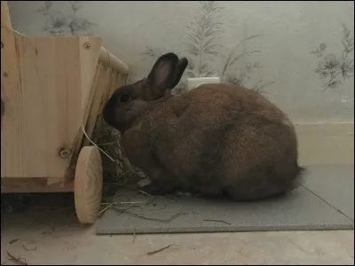 La fourrure du lapin est constituée de :