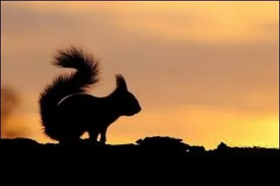 Comment appelle-t-on ce type d'éclairage ?