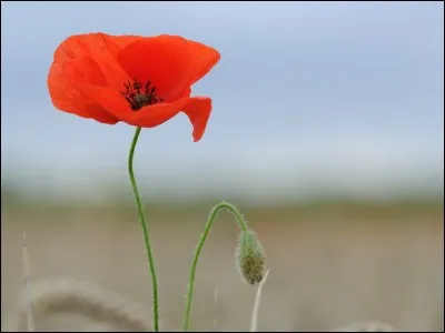 Quel est le nom de cette fleur ?