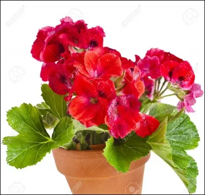 Quel est le nom de cette fleur ?