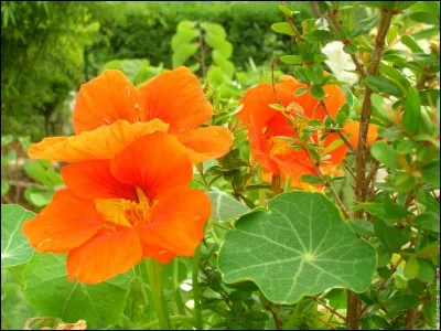 Quel est le nom de ces fleurs ?