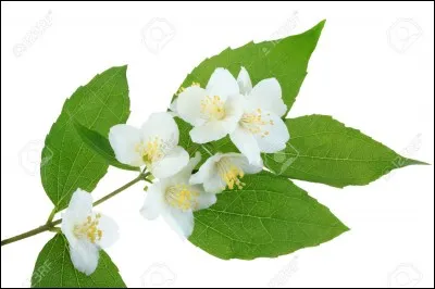 Quel est le nom de cette fleur ?