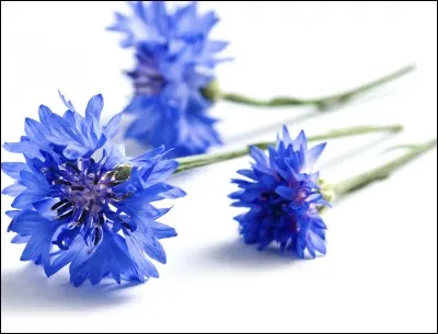 Quel est le nom de ces fleurs ?