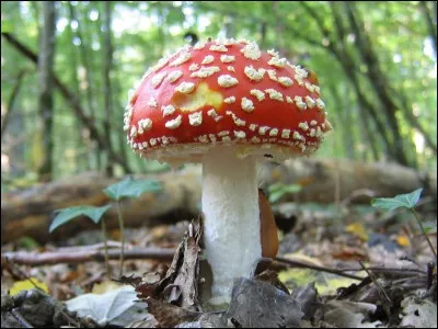 Quel est le nom de ce champignon ?