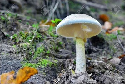 Quel est le nom de ce champignon ?