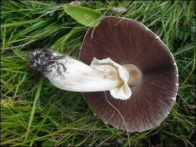 Quel est le nom de ce champignon ?