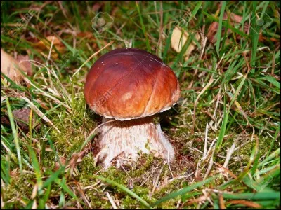 Quel est le nom de ce champignon ?
