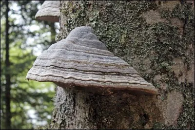 Quel est le nom de ce champignon ?